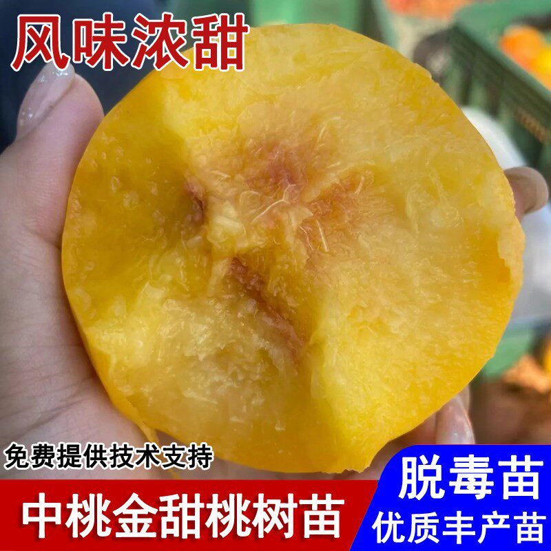 嫁接中桃金甜桃树苗脆甜黄桃苗6月成熟盆栽庭院地栽种植当年结果