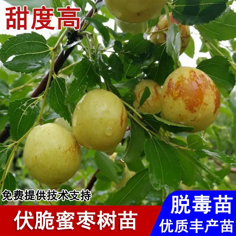 嫁接伏脆蜜枣树活苗早熟88红枣苗盆栽庭院地栽南北方种植当年结果