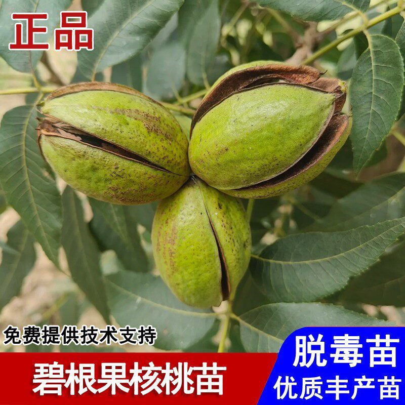 美国碧根果核桃树苗薄皮山核桃苗盆栽庭院地栽南北方种植当年结果