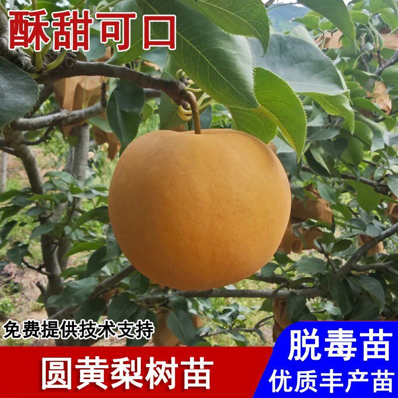 嫁接圆黄梨树苗脆甜丰水梨黄金梨苗盆栽庭院南方北方种植当年结果