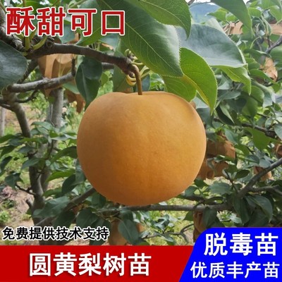 嫁接圆黄梨树苗脆甜丰水梨黄金梨