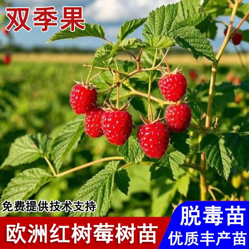 双季无刺欧洲红树莓苗智利香甜红树莓覆盆子果苗南北方种当年结果