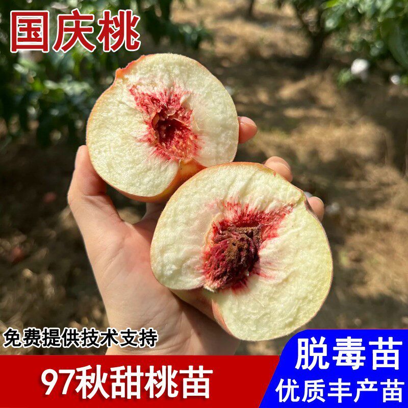 嫁接97秋甜桃树苗晚熟特大脆甜冬桃苗盆栽庭院地栽南北方当年结果