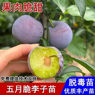 嫁接四川五月脆李树苗早熟脱骨脆甜一点红凤凰李子苗种植当年结果