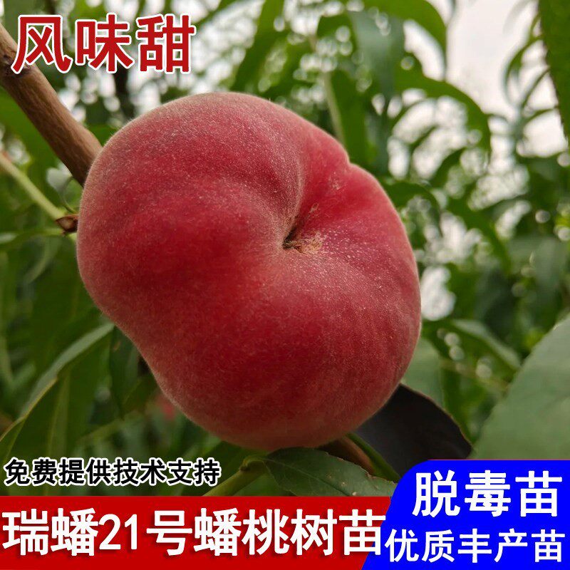 嫁接瑞蟠20蟠桃树苗晚熟脆甜红蟠桃苗9月成熟南北方种植当年结果