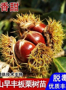 嫁接燕山早丰板栗树苗早熟3113板栗苗盆栽庭院地栽南北方当年结果