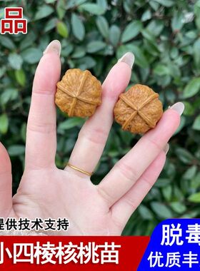 小四棱文玩核桃树苗小手捻秋子麻