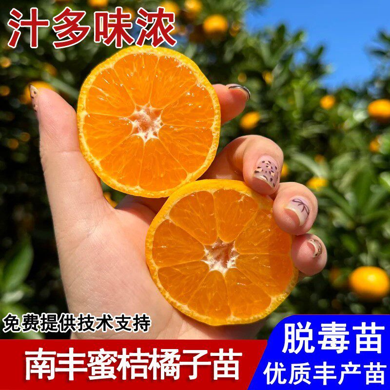 嫁接江西南丰蜜桔树苗早熟贡桔苗盆栽庭院地栽南北方种植当年结果