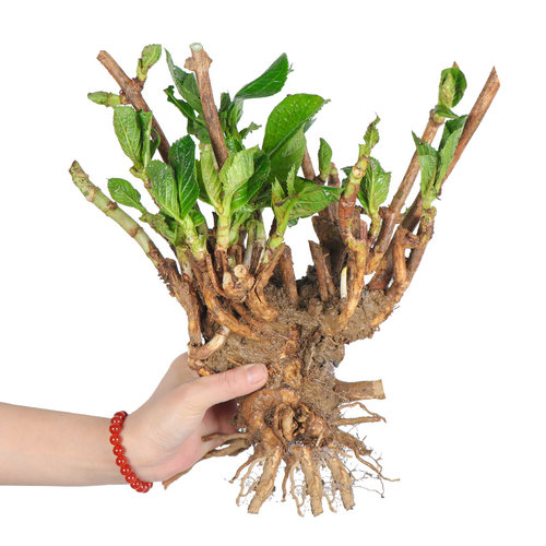 八仙绣球花大花价格 八仙绣球花大花图片 星期三