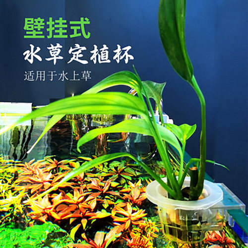 山崎桂绿萝种植杯水草杯水上草