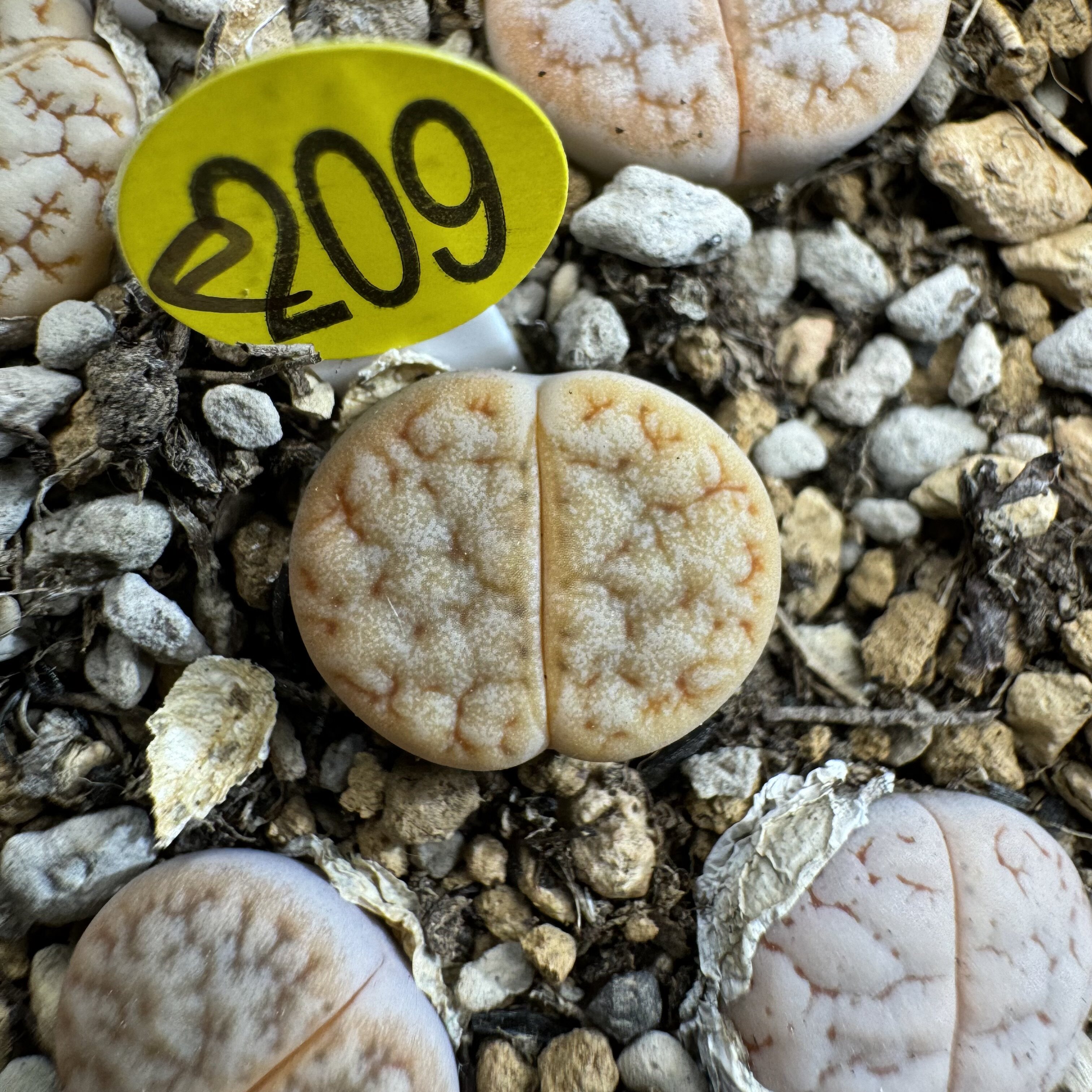 38包邮e209山脉拿铁荒玉生石花大小参考标签1厘米