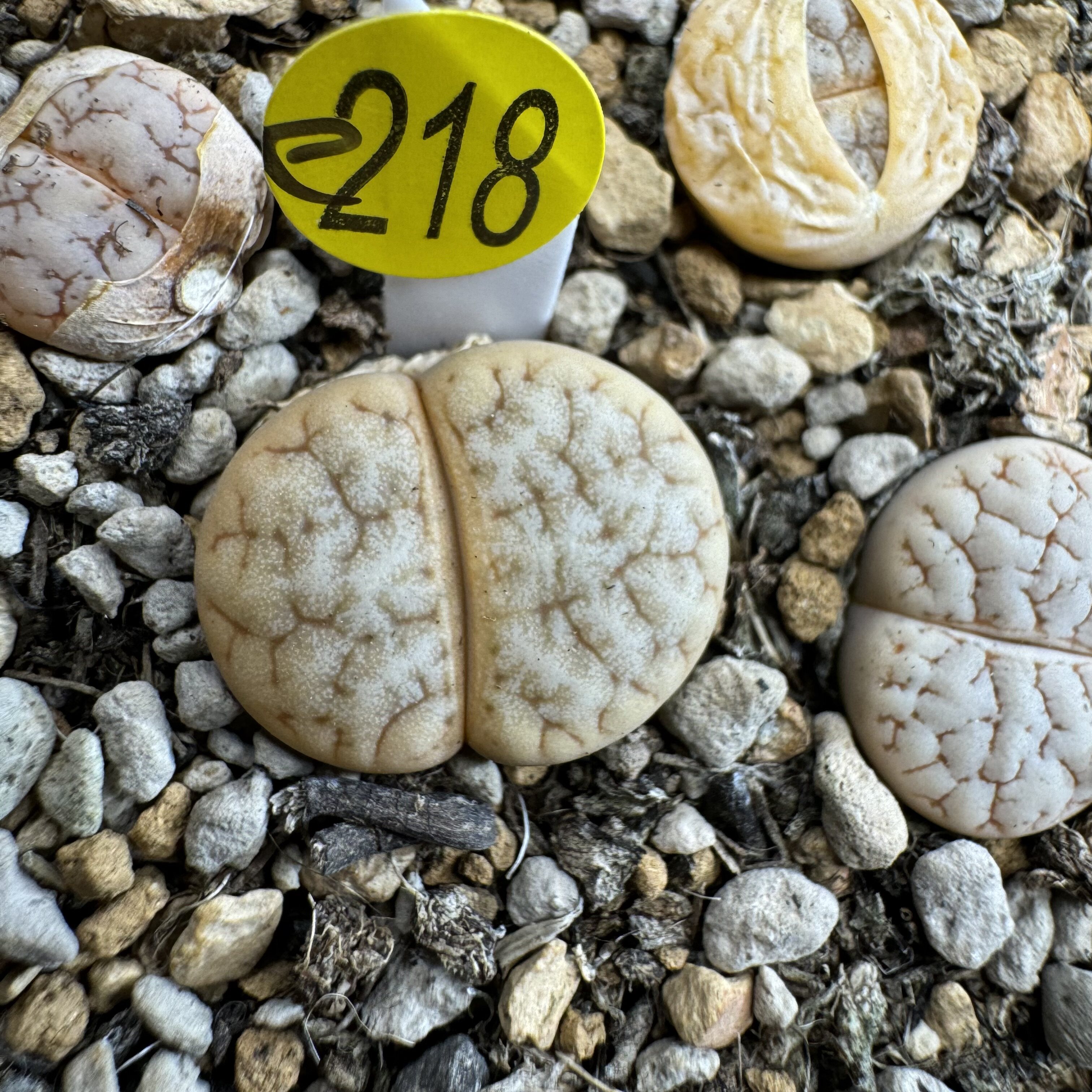 38包邮e218山脉拿铁荒玉生石花大小参考标签1厘米