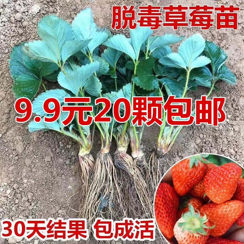 四季草莓苗盆栽带土奶油草莓秧苗食用南北方庭院阳台种植当年结果