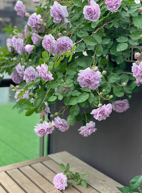 蓝色阴雨藤本月季花苗多头四季开花垂吊花卉
