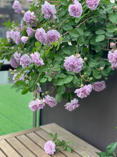 蓝色阴雨藤本月季花苗多头四季开花垂吊花卉