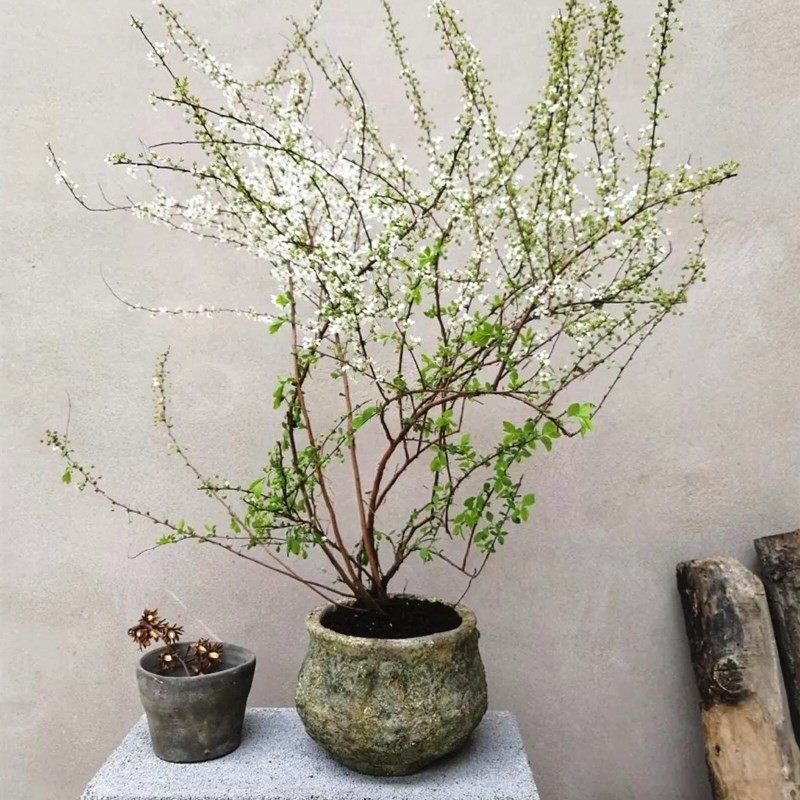 喷雪花苗雪柳植物鲜枝重瓣珍珠梅绣线菊大苗阳台庭院耐寒可水培