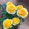 Товары от 花卉园艺2013