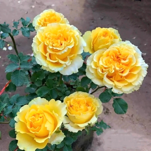 Shell Rose сезона, ароматный цветок, розовая ярко -желтая волна края розового цвета четыре сезона, сажаясь с турбусом и легко жить