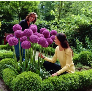 荷兰进口大花葱种球耐寒植物庭院地栽大葱花球根四季 种植易活