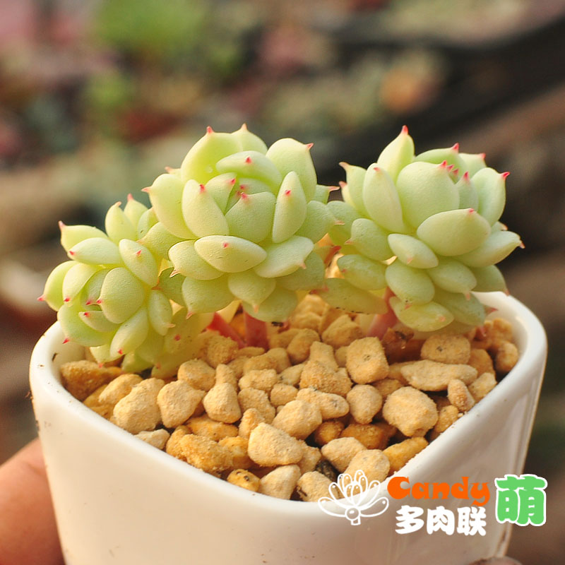 candy多肉植物可爱呆萌静夜多头老桩多肉可爱盆栽办公室花卉