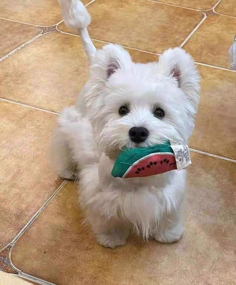 西高地幼犬纯种北京犬舍西高地白梗类犬赛级双血统宠物狗活体出售