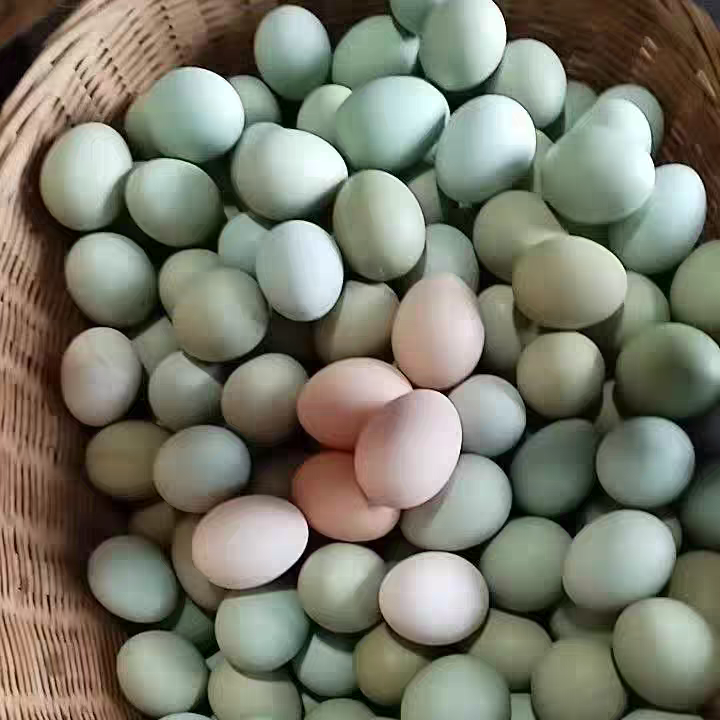 50枚农家散养土鸡蛋乌鸡蛋农家散养正宗月子绿壳混