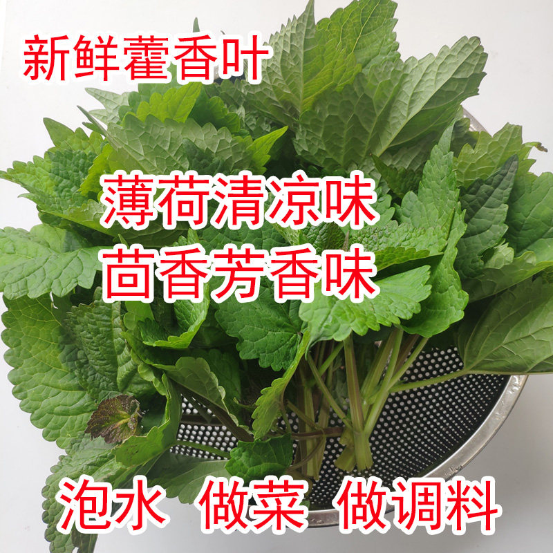 新鲜藿香叶现摘鱼香叶茴香香料调料中药材广藿香泡水薄荷味清凉味