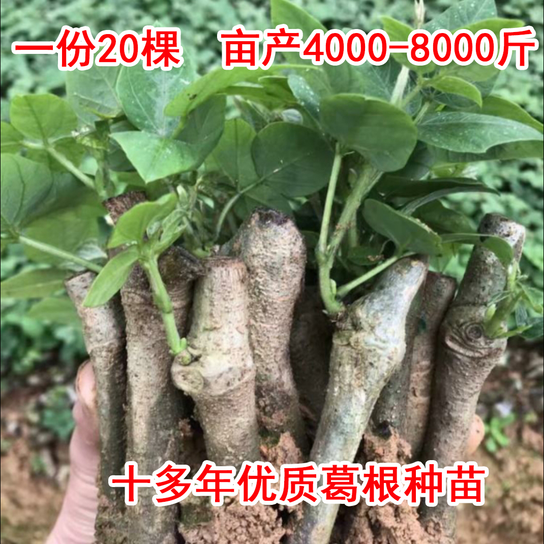 葛根种苗价格 葛根种苗图片 星期三