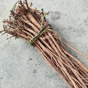 小叶红皮千斤拔整根新鲜现挖中药材广西一条根钻吊马桩中草药种苗