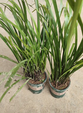 香草盆栽新鲜现挖茴香菖蒲苗五香草食用调味香料种苗去腥香料带盆