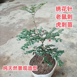 小叶虎刺盆栽绣花针种苗中药材盆景老鼠刺中草药种苗风景观赏树苗