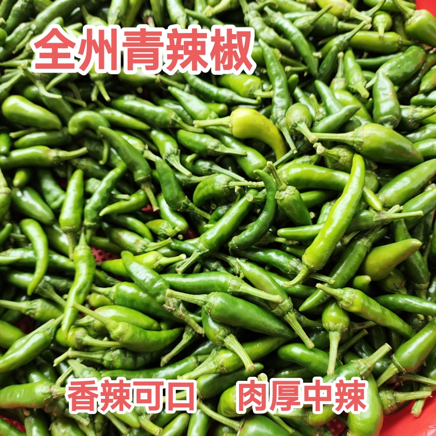 全州辣椒新鲜青辣椒自种农家土辣椒桂林海椒特产乌红辣椒泡椒中辣