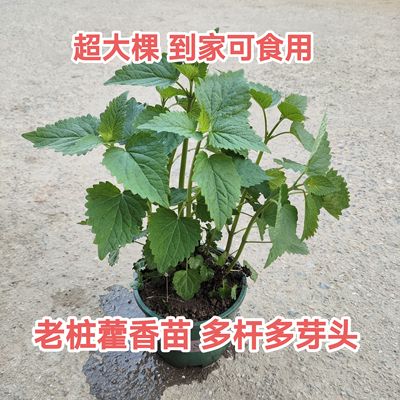 老桩藿香盆栽老根藿香苗可食用带盆食用植物种苗老苗藿香树苗种籽