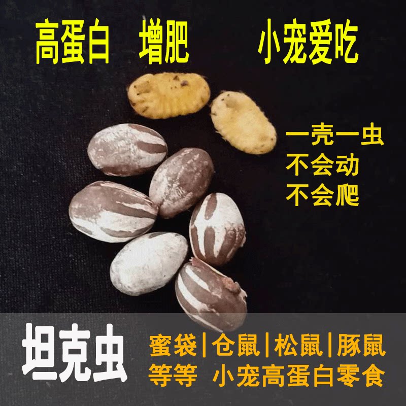 坦克虫松鼠仓鼠飞鼠花枝刺猬蜜袋鼯高蛋白营养增肥鲜虫卵坦克虫