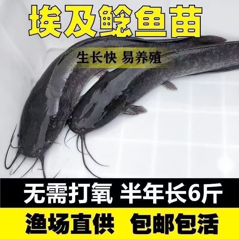 埃及鱼苗快大型革胡子鲶鲜