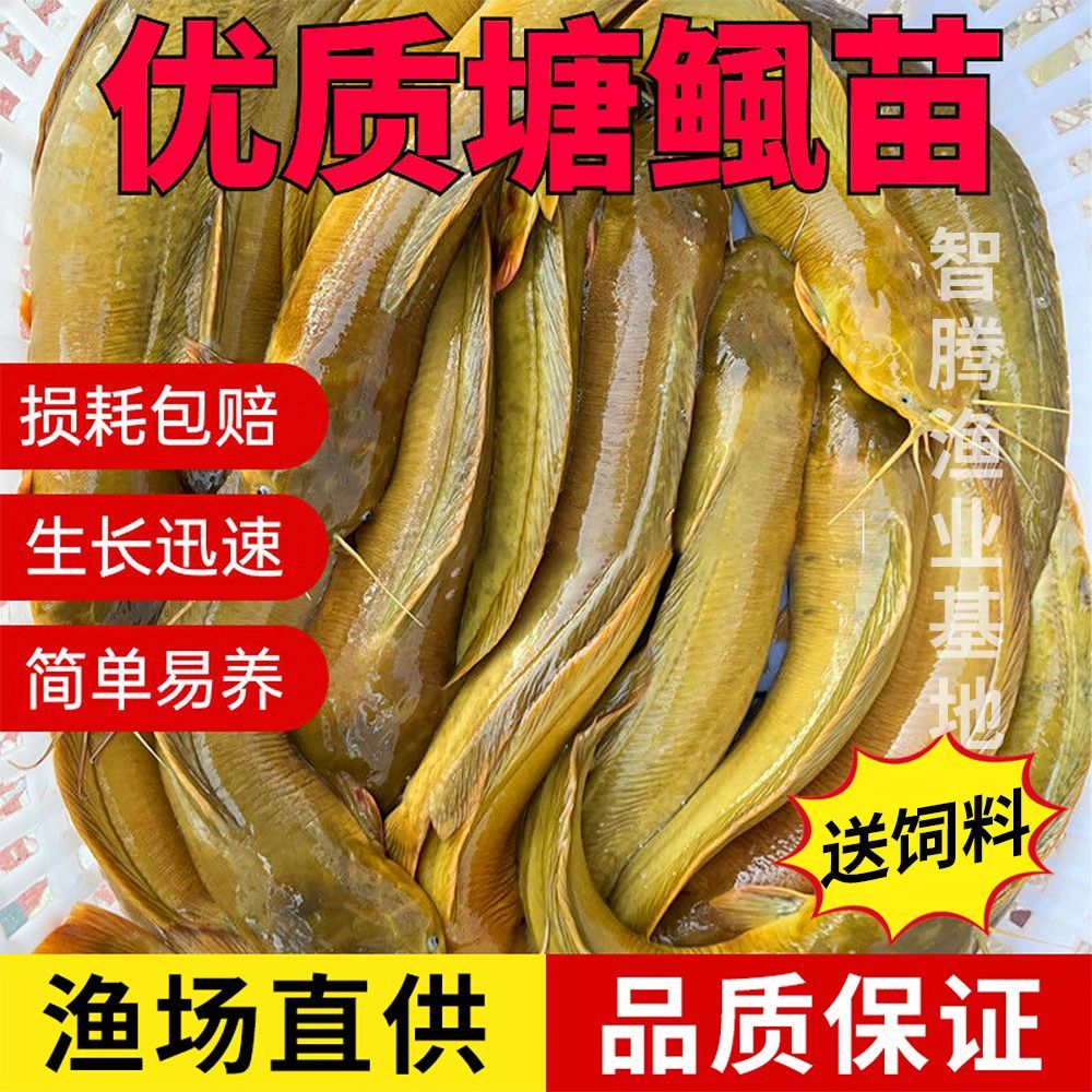 直供鲜活脆肉王妃三代塘鲺