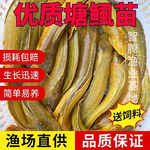 直供鲜活脆肉王妃三代塘鲺正宗本地塘角鱼苗黄金易养快大观赏食用