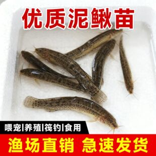泥鳅苗鲜活喂养宠物钓鱼龙鱼活饵乌龟饲料泥鳅养殖淡水观赏鱼垂钓