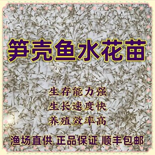 尖塘养殖鳢鱼苗淡水云斑水花笋壳鱼苗鱼苗鳢沙塘水花鱼水花