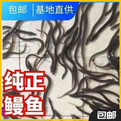 白鳗淡水鲜活鱼苗河原生鳝