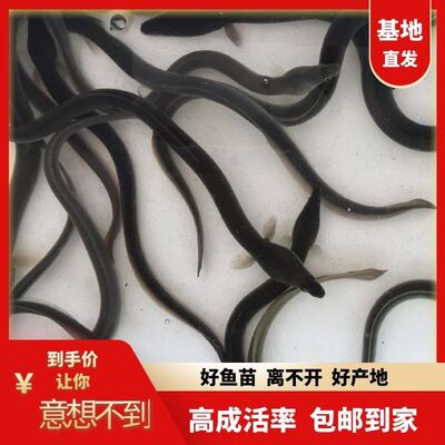 优质鳗鱼苗淡水白鳝活体花