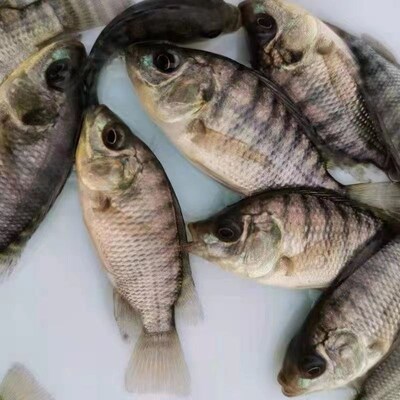 福寿水产鱼食用特大号彩虹