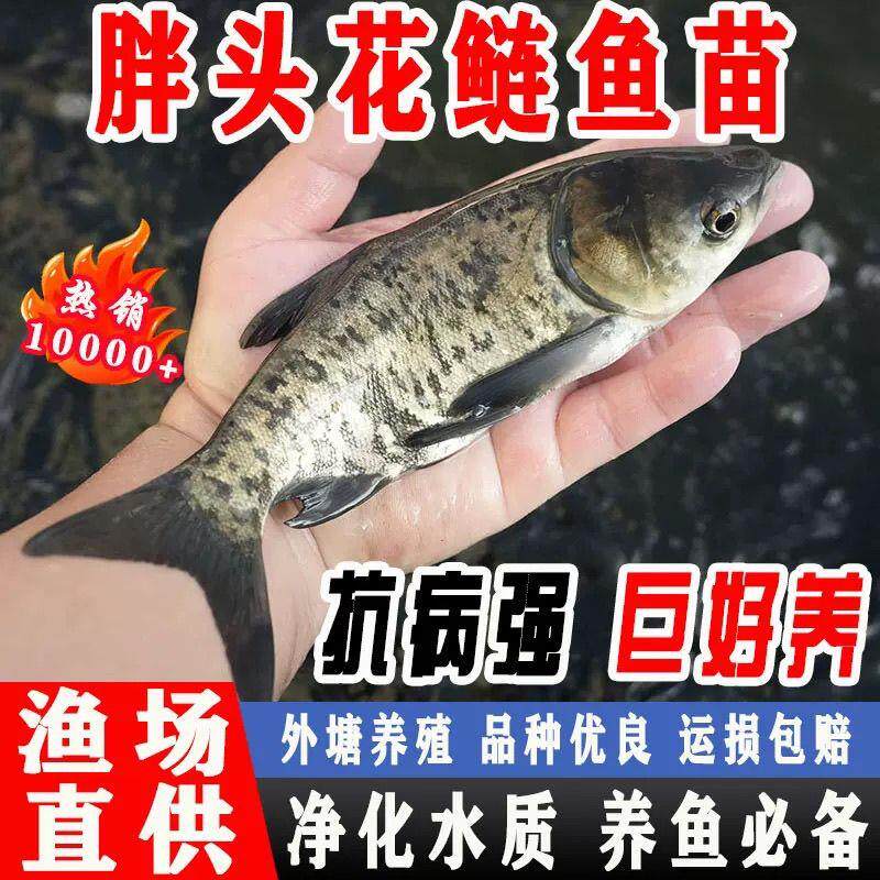 花鲢鱼苗淡水好养殖半斤鲢鳙鱼苗胖头鱼鳊鱼四大家鱼雄鱼大头鱼苗