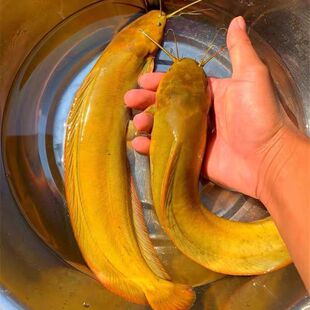 本地塘角鱼苗本地土塘鲺鱼杂交三黄本地塘鲺苗广西广东土塘角鱼苗