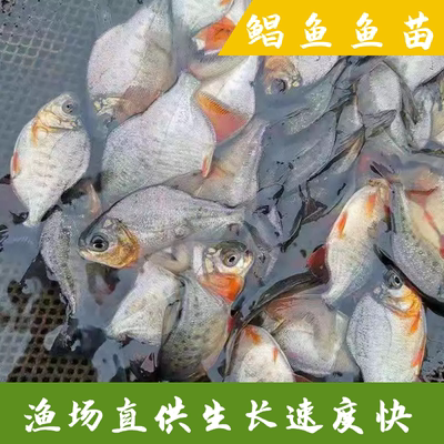 优选新品淡水白鲳鱼苗红鲳鱼苗热带鱼养殖鱼观赏凶猛鱼活体