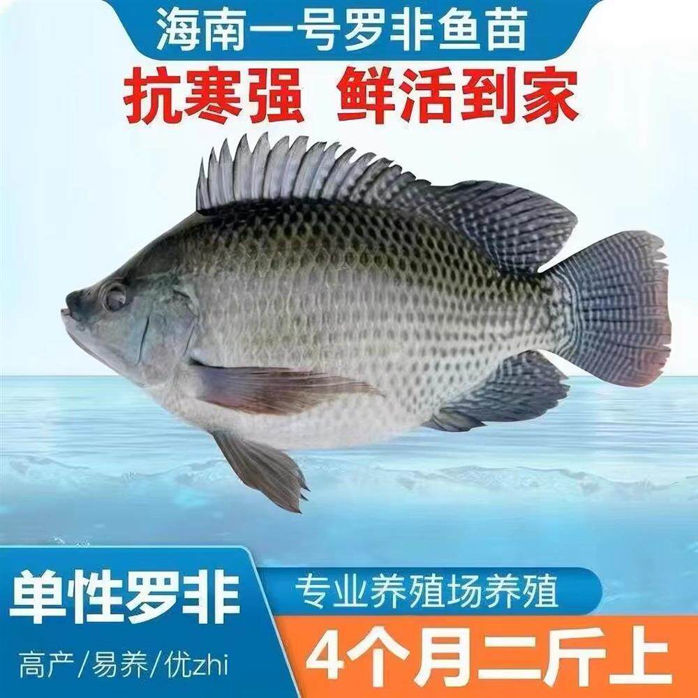 脆肉抗寒罗非鱼罗非苗大苗品种海南苗脆一号特大号抗冻耐寒单性