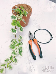 日本雪莹雪萤常春藤盆栽室内阳台庭院四季常青垂吊藤蔓观叶植物