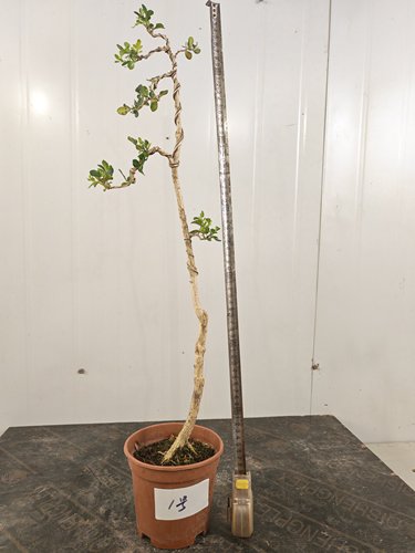 瓜子黄杨盆景绿植盆栽小叶白皮四季长青桌面阳台庭院窗台童子功