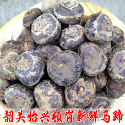 正宗广东韶关始兴顿岗乐昌新鲜马蹄荸荠大果生吃现挖水果蔬菜包邮