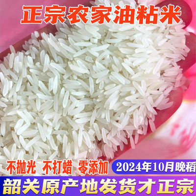 2024马坝油粘新米韶关农家米
